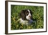 Spaniel - English Springer-Bob Langrish-Framed Photographic Print