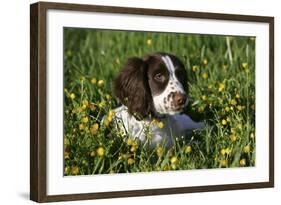 Spaniel - English Springer-Bob Langrish-Framed Photographic Print