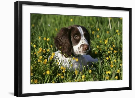 Spaniel - English Springer-Bob Langrish-Framed Photographic Print