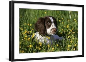 Spaniel - English Springer-Bob Langrish-Framed Photographic Print