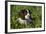 Spaniel - English Springer-Bob Langrish-Framed Photographic Print