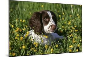 Spaniel - English Springer-Bob Langrish-Mounted Photographic Print