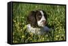 Spaniel - English Springer-Bob Langrish-Framed Stretched Canvas