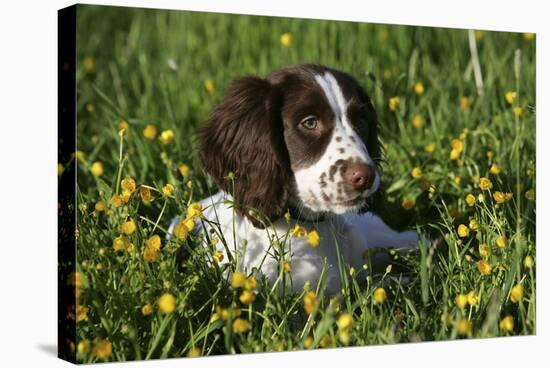 Spaniel - English Springer-Bob Langrish-Stretched Canvas