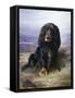 Spaniel in the Highlands-Lilian Cheviot-Framed Stretched Canvas