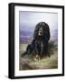 Spaniel in the Highlands-Lilian Cheviot-Framed Giclee Print