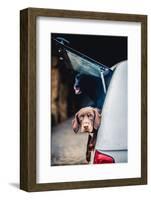 Spaniel with its head poking out of the boot of a car-John Alexander-Framed Photographic Print