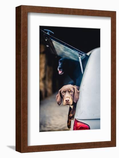 Spaniel with its head poking out of the boot of a car-John Alexander-Framed Photographic Print