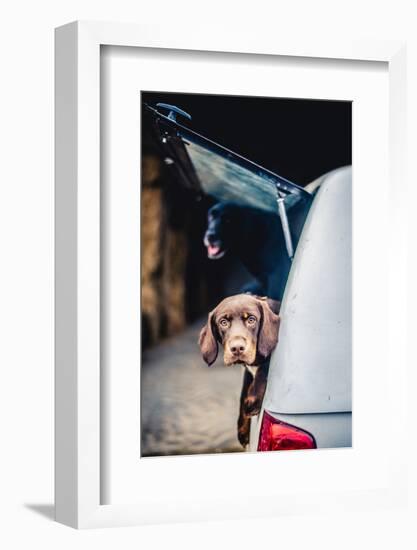 Spaniel with its head poking out of the boot of a car-John Alexander-Framed Photographic Print