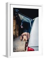 Spaniel with its head poking out of the boot of a car-John Alexander-Framed Photographic Print