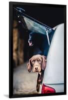 Spaniel with its head poking out of the boot of a car-John Alexander-Framed Photographic Print