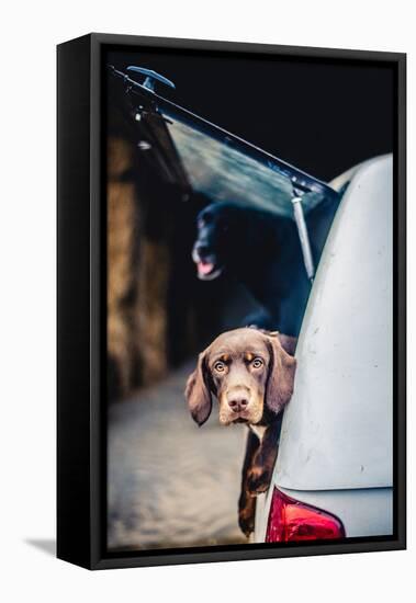 Spaniel with its head poking out of the boot of a car-John Alexander-Framed Stretched Canvas