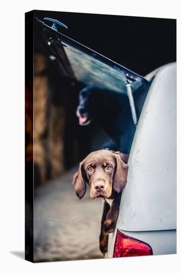 Spaniel with its head poking out of the boot of a car-John Alexander-Stretched Canvas