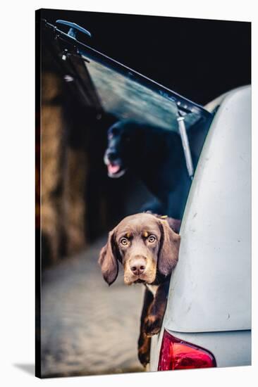 Spaniel with its head poking out of the boot of a car-John Alexander-Stretched Canvas