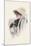 Spaniel-Harrison Fisher-Mounted Art Print