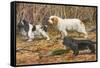 Spaniels (Puertes)-Louis Agassiz Fuertes-Framed Stretched Canvas