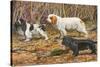 Spaniels (Puertes)-Louis Agassiz Fuertes-Stretched Canvas