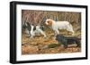 Spaniels (Puertes)-Louis Agassiz Fuertes-Framed Art Print