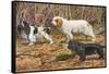 Spaniels (Puertes)-Louis Agassiz Fuertes-Framed Stretched Canvas