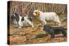 Spaniels (Puertes)-Louis Agassiz Fuertes-Stretched Canvas