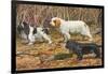 Spaniels (Puertes)-Louis Agassiz Fuertes-Framed Art Print