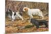 Spaniels (Puertes)-Louis Agassiz Fuertes-Mounted Art Print