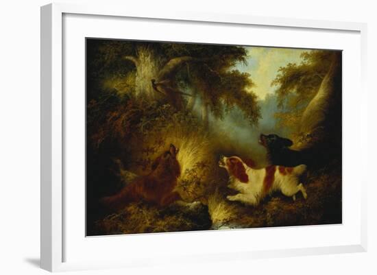 Spaniels Putting Up a Pheasant-George Armfield-Framed Giclee Print