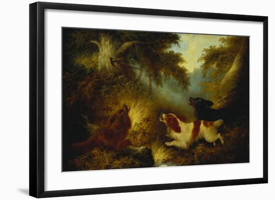 Spaniels Putting Up a Pheasant-George Armfield-Framed Giclee Print