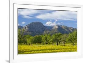 Spanish Balearic Islands, Island Majorca, Olive Grove Infront of the Mountains of the Tramuntana-Chris Seba-Framed Photographic Print