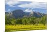 Spanish Balearic Islands, Island Majorca, Olive Grove Infront of the Mountains of the Tramuntana-Chris Seba-Mounted Photographic Print