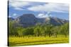 Spanish Balearic Islands, Island Majorca, Olive Grove Infront of the Mountains of the Tramuntana-Chris Seba-Stretched Canvas