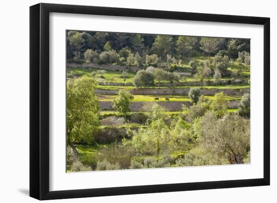 Spanish Balearic Islands, Island Majorca, Serra De Tramuntana, Terrace Fields, Donkeys-Chris Seba-Framed Photographic Print