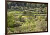 Spanish Balearic Islands, Island Majorca, Serra De Tramuntana, Terrace Fields, Donkeys-Chris Seba-Framed Photographic Print