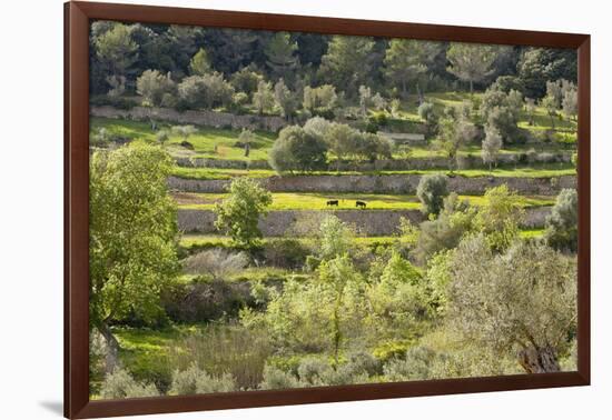 Spanish Balearic Islands, Island Majorca, Serra De Tramuntana, Terrace Fields, Donkeys-Chris Seba-Framed Photographic Print