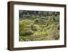 Spanish Balearic Islands, Island Majorca, Serra De Tramuntana, Terrace Fields, Donkeys-Chris Seba-Framed Photographic Print