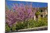 Spanish Balearic Islands, Island Majorca, Village Dei—, Cherry Blossoms, Lemon Tree-Chris Seba-Mounted Photographic Print