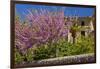 Spanish Balearic Islands, Island Majorca, Village Dei—, Cherry Blossoms, Lemon Tree-Chris Seba-Framed Photographic Print