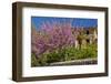 Spanish Balearic Islands, Island Majorca, Village Dei—, Cherry Blossoms, Lemon Tree-Chris Seba-Framed Photographic Print