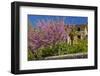 Spanish Balearic Islands, Island Majorca, Village Dei—, Cherry Blossoms, Lemon Tree-Chris Seba-Framed Photographic Print