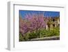 Spanish Balearic Islands, Island Majorca, Village Dei—, Cherry Blossoms, Lemon Tree-Chris Seba-Framed Photographic Print