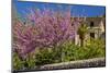 Spanish Balearic Islands, Island Majorca, Village Dei—, Cherry Blossoms, Lemon Tree-Chris Seba-Mounted Photographic Print