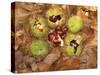 Spanish Chestnut Fruit and Husks-null-Stretched Canvas