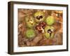 Spanish Chestnut Fruit and Husks-null-Framed Photographic Print