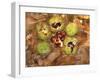 Spanish Chestnut Fruit and Husks-null-Framed Photographic Print