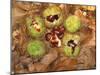 Spanish Chestnut Fruit and Husks-null-Mounted Photographic Print