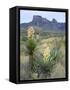 Spanish Dagger in Blossom Below Crown Mountain, Chihuahuan Desert, Big Bend National Park, Texas-Scott T. Smith-Framed Stretched Canvas