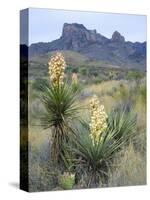 Spanish Dagger in Blossom Below Crown Mountain, Chihuahuan Desert, Big Bend National Park, Texas-Scott T. Smith-Stretched Canvas