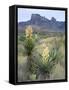 Spanish Dagger in Blossom Below Crown Mountain, Chihuahuan Desert, Big Bend National Park, Texas-Scott T. Smith-Framed Stretched Canvas