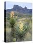 Spanish Dagger in Blossom Below Crown Mountain, Chihuahuan Desert, Big Bend National Park, Texas-Scott T. Smith-Stretched Canvas
