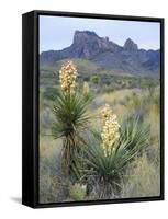 Spanish Dagger in Blossom Below Crown Mountain, Chihuahuan Desert, Big Bend National Park, Texas-Scott T. Smith-Framed Stretched Canvas